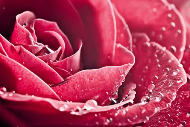 Dvoubarevné čajohybridy: růže s odlišnou barvou rubu a líce