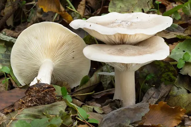 Houby Rostouci Na Zahradach (jedlá houba, houba která, jedlá houba která, důležité nezaměnit, houba která roste) Houby Rostouci Na Zahradach
