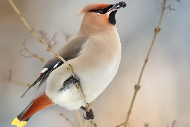 Brkoslavi - nejpestřejší a nejkrásnější ptačí hosté. Zavítají k nám i letos?