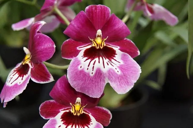 Orchideje Druhy