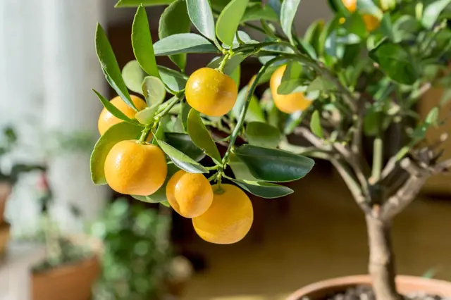 Pestovani Citrusu Z Pecky () Pestovani Citrusu Z Pecky