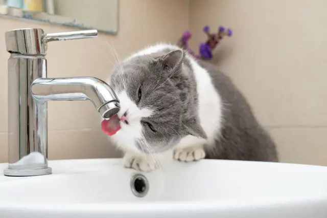 Kočky často pijí vodu z kohoutku: Důvod toho, proč to dělají, vás jistě překvapí