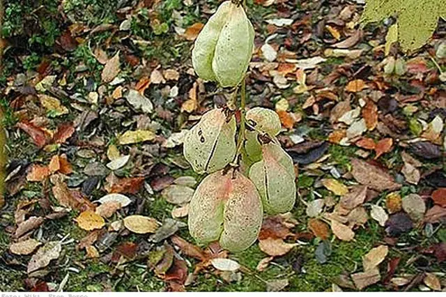 Klokoci Rostlina Plody (Klokoče Zpeřeného, Klokoč zpeřený) Klokoci Rostlina Plody