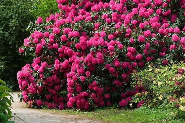 Rododendron Mnozeni