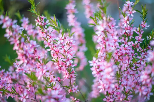 Nepřipravte se o květy okrasných keřů. 6 druhů, které se řežou až po odkvětu