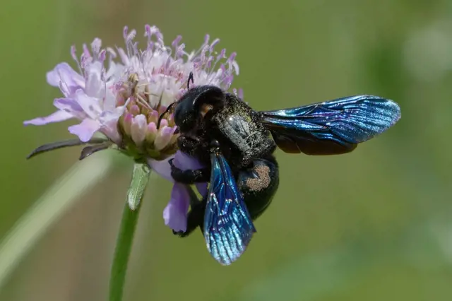 Co dělat, když se vám objeví na zahradě vzácná černá včela? Jen ji nevyhánějte!