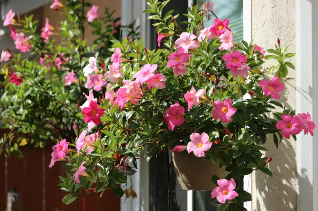 Mandevilla Zazimovani