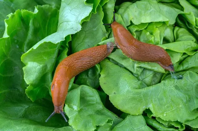 Slimaci