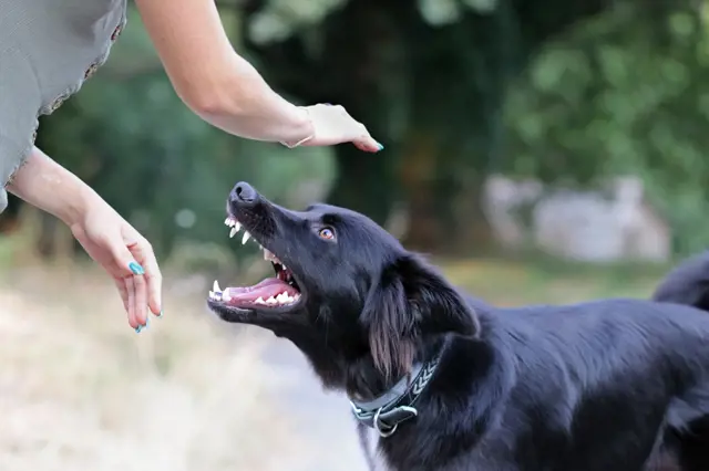 Jaké dotyky psi nesnáší? Nikdy je nehlaďte po tlapkách a nepoplácávejte po této části těla
