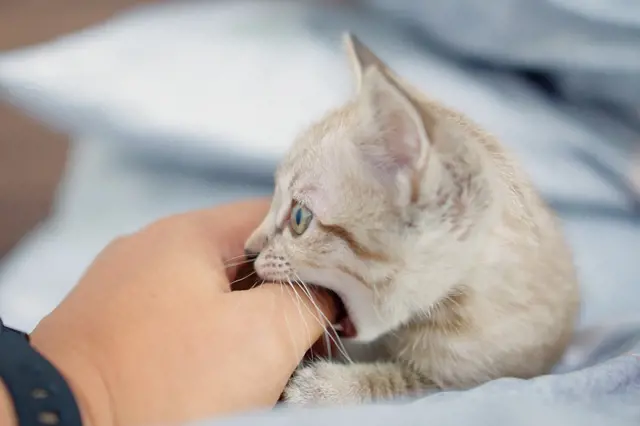 Kočka vás kouše při mazlení? Sděluje důležitou zprávu