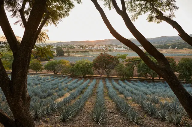 Magická tequila je velvyslankyní Mexika, zrozenou z tvrdé práce na sopečných polích a tisícileté tradice