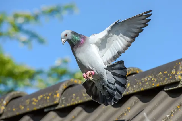 Co stříkat na balkón, abyste odehnali holuby