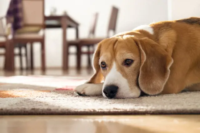 Jak poznat, že má pes špatnou náladu: Vysílá jasné signály, ale my je ignorujeme