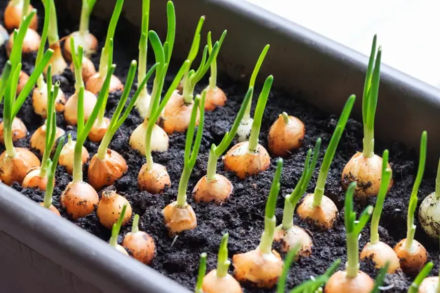 Jak správně sázet cibuli: Když víte, jak na to, můžete ji pěstovat i na okně