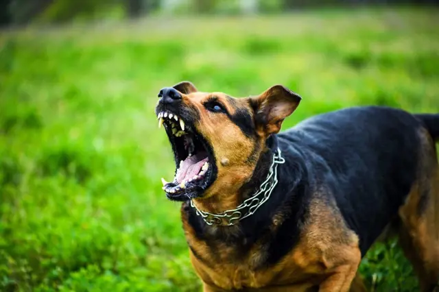 Agresivní pes: Jak se podle kynologa bránit a proč se postavit zády ke stromu
