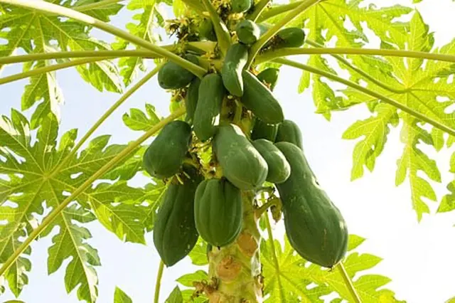 Papaya Pestovani