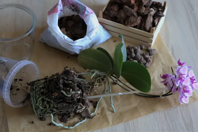 Orchidej Jak Spravne Presadit