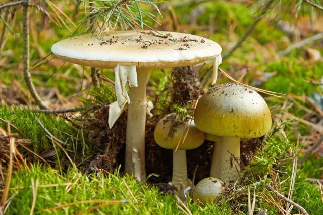 Jedovaté houby: Kolik času máte, abyste reagovali na otravu jednotlivými druhy