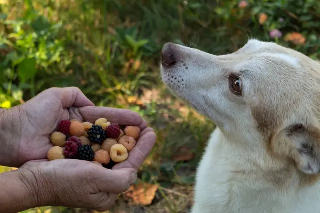 Dokonalý psí jídelníček: jak prodloužit stravou život na maximum