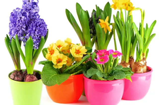 Barevní poslové jara – květiny pro vyčarování slavnostní nálady