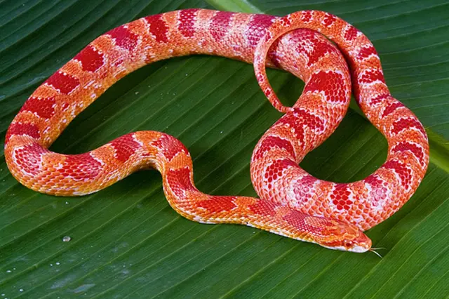 Užovka červená, průvodkyně začínajícího chovatele do fascinujícího světa hadů