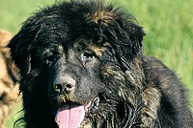 Kavkazský pastevecký pes: dokonalý hlídač a rovnocenný partner