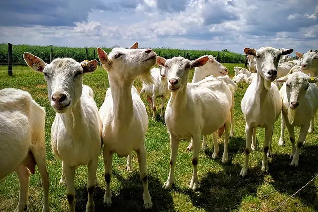 Rodinná biofarma v Ratibořicích oživila tradici kozího mléka, které teď dobývá trh 