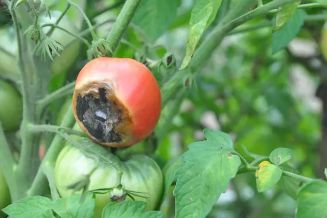 Co je plíseň rajčat a jak se jí při pěstování vyhnout?