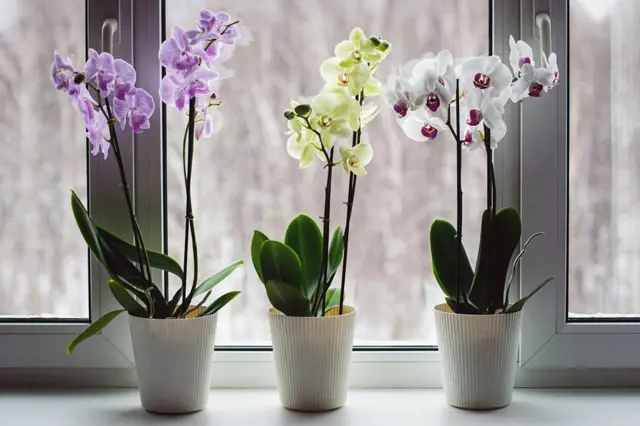 Orchideje Ze Supermarketu (Vyhněte rostlinám, kořenů Pokud, Pokud jsou, příliš mnoho) Orchideje Ze Supermarketu