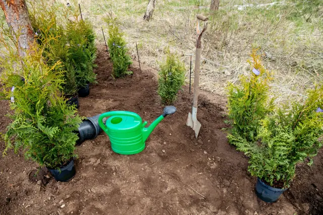 Jak Daleko Od Sebe Sazet Thuje (živý plot, Thuja occidentalis, živého plotu, můžete zvolit) Jak Daleko Od Sebe Sazet Thuje