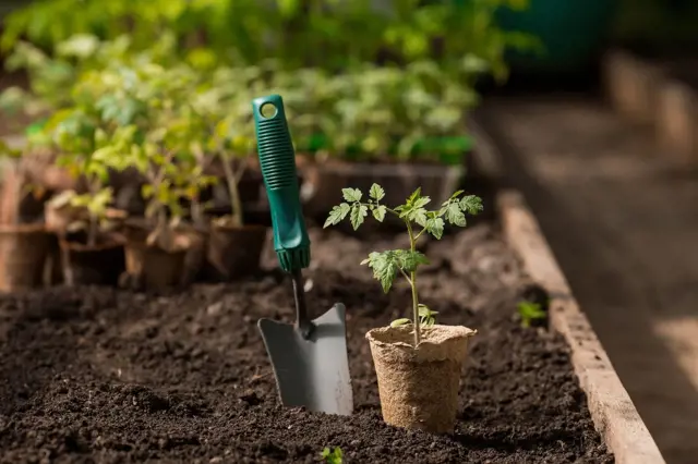 4 věci, které musíte udělat před výsadbou sazenic na zahradě