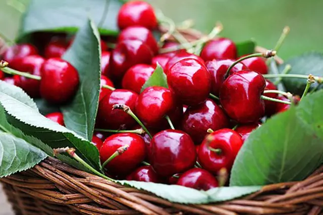 Odrudy Tresni Samosprasne (odolná vůči, praskání plodů, samoprašná odrůda, vůči praskání) Odrudy Tresni Samosprasne