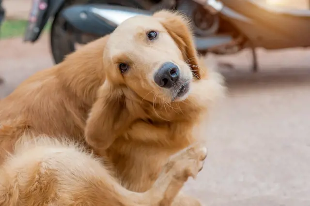 Pes má problémy s ušima: Kdy zbystřit a jak nejlépe zasáhnout