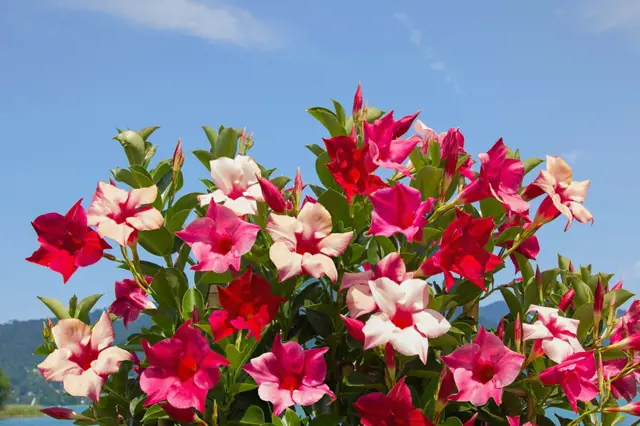 Dipladenia Sundaville Prezimovani