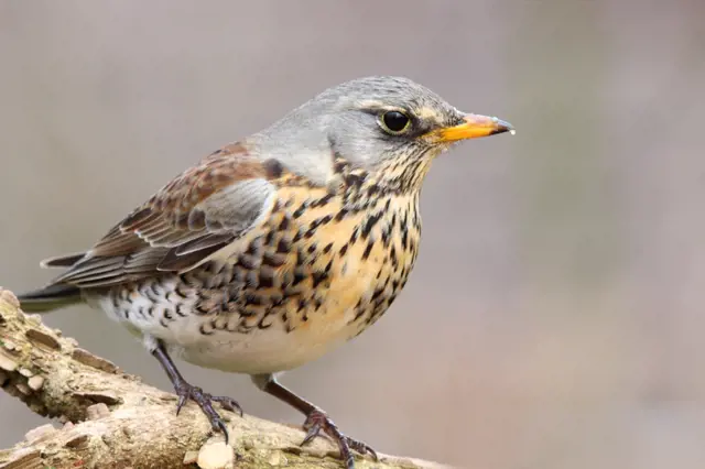 Atlas ptáků: Poznáte drozda zpěvného, brávníka a kvíčalu?