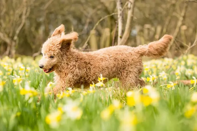 Jak psa připravit na jaro? Dopřejte mu pohyb i ochranu proti parazitům