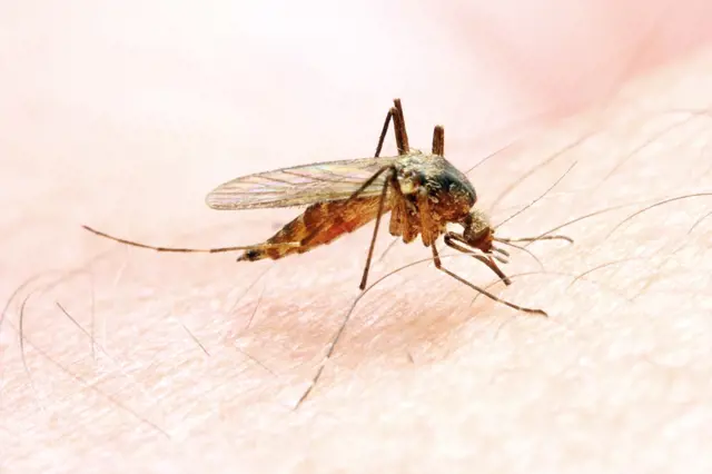 Zbavte se otravných komárů bez chemie: Využijte jejich slabin, už se nepřiblíží
