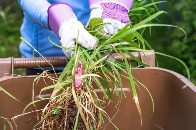 Vytrvalé plevele: Zahradní expert prozradil, jak oslabit a zničit ty nejhorší