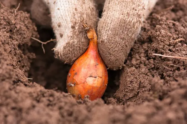 Jak Hluboko Sazet Cibuli (může vést, hloubka sázení, hlubší zasazení, riziko hniloby, 20-30 centimetrů) Jak Hluboko Sazet Cibuli