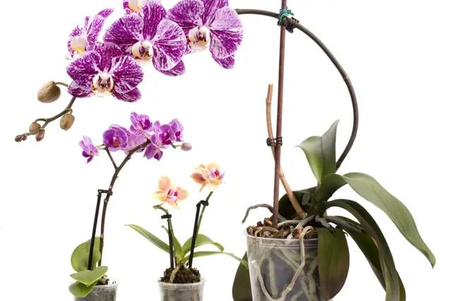 Jak zajistit, aby vaše orchidej krásně vykvetla: Postačí tři stroužky česneku