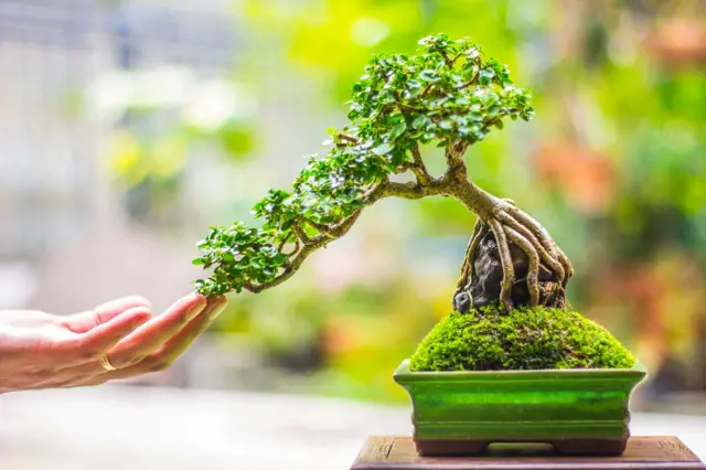 Jak pěstovat bonsaje, aby to zvládl i začátečník. Snadný návod krok za krokem