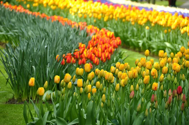 Sazeni Tulipanu Na Podzim (sázení tulipánů, bychom měli, Před sázením, abychom zajistili) Sazeni Tulipanu Na Podzim