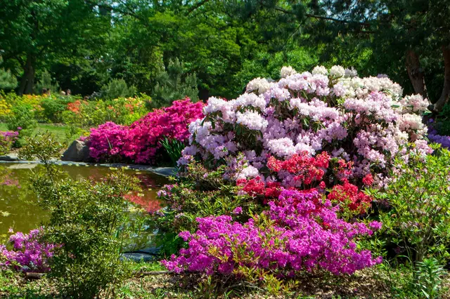 Netýrejte své rododendrony! Tyto běžné chyby jsou pro květy krásných keřů hotová katastrofa