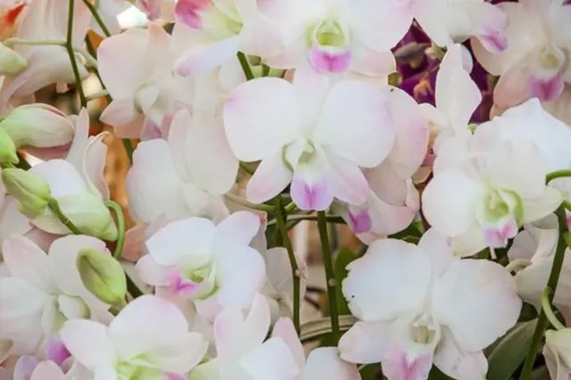 Co dělat s orchidejí po odkvětu: Ostříhat, anebo nechat být? Co radí expert?