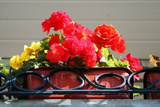 Skromné balkonovky: Tyhle nádherně pokvetou i ve stínu, kde ostatní chřadnou