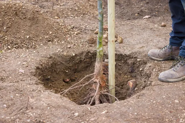 Většina lidí neví, jak zasadit ovocné stromy. Rady profesionální zahradnice