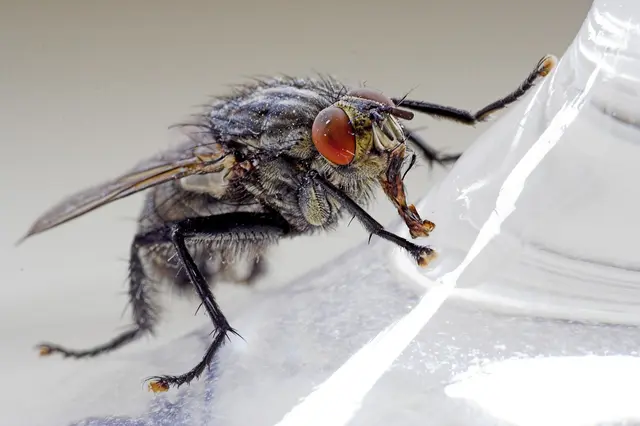 Mouchy se vrací do našich domovů, ale jedna přísada, kterou máme všichni, je dokáže účinně odpuzovat