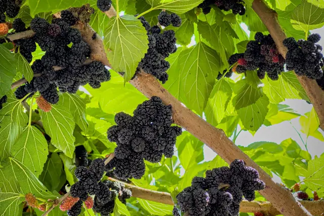Moruše převislá: Objevte tajemství pěstování exotického ovoce na vaší zahradě