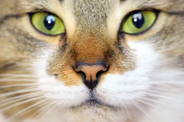 Kočky dokáží na člověka záměrně mrkat, tvrdí vědci. Co vám tím vaše kočka říká?