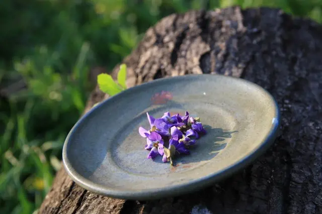 Vonné violky jsou jedlé a léčivé. Jak je pěstovat a užívat?